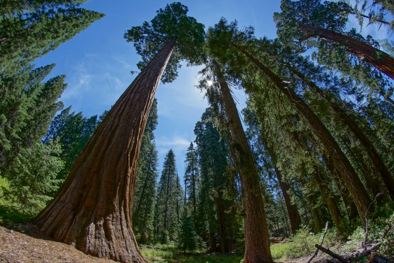 Sequoia National Park
