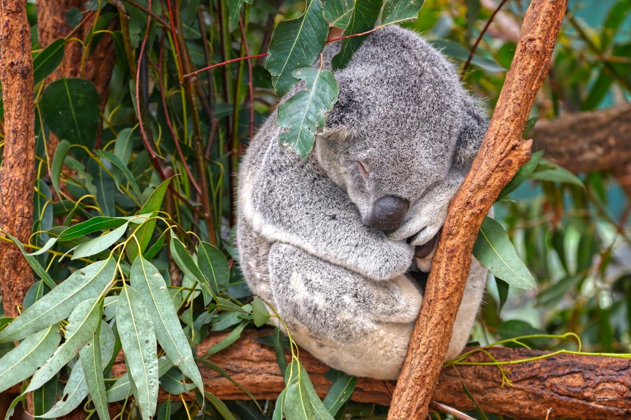 Koala on a tree