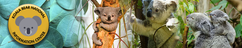 Koala Bear National Information Center Banner
