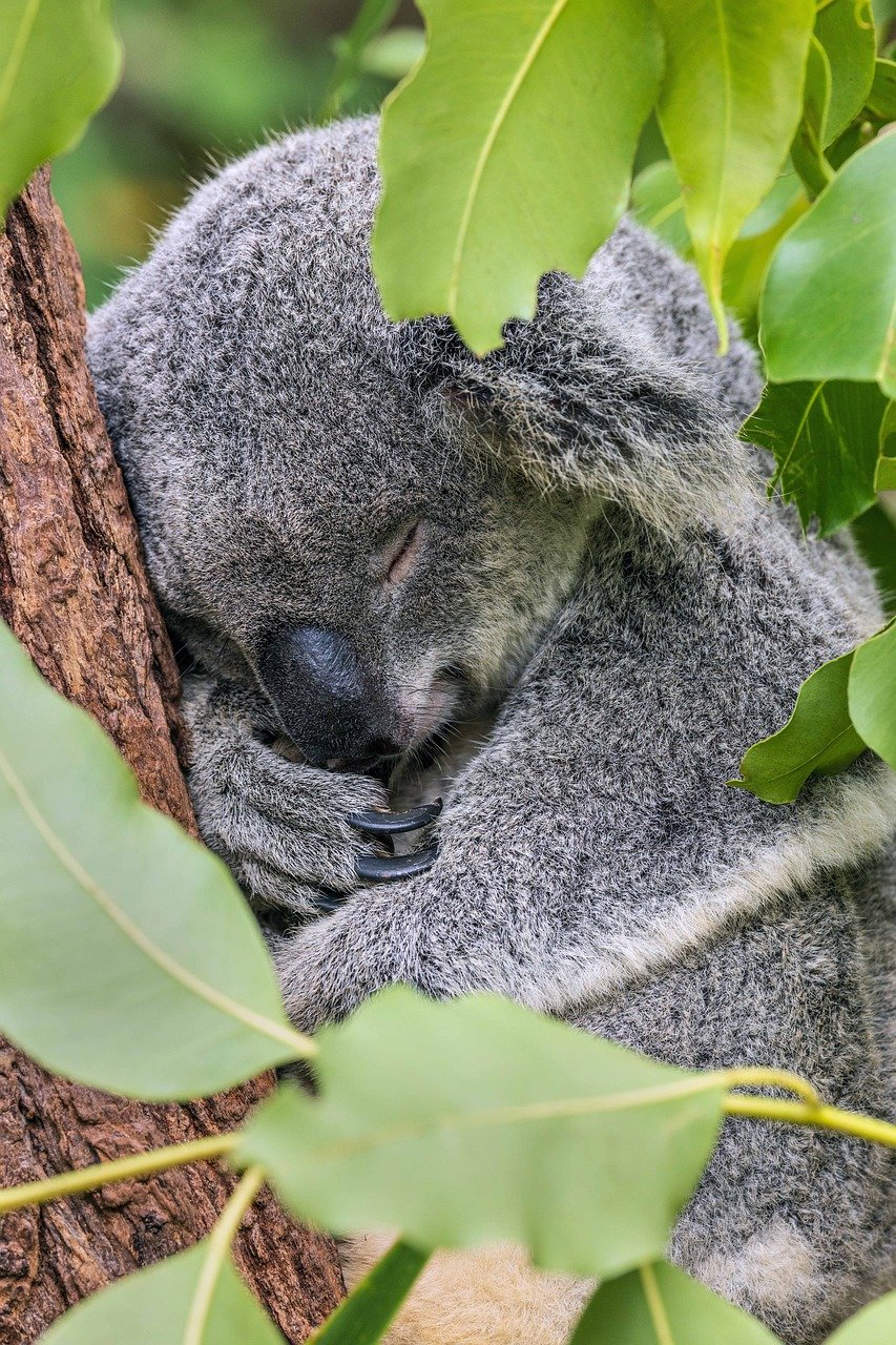 Koala in a conservation area